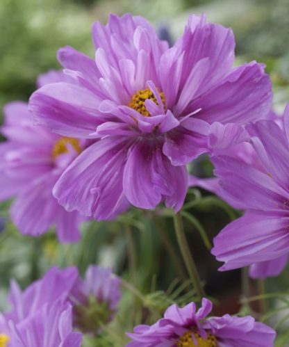 Cosmos 2