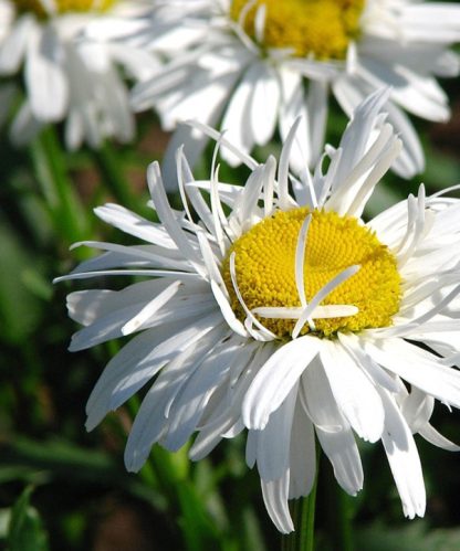 Crazy Daisy 2
