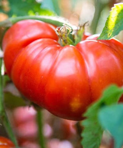Tomato 2