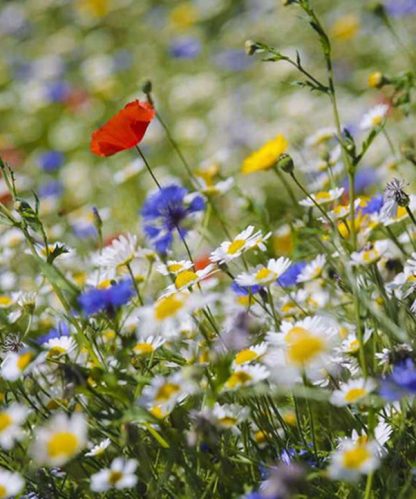 Wild Flowers 2